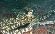 10 Ways Nature Acts Like The Film Beginning